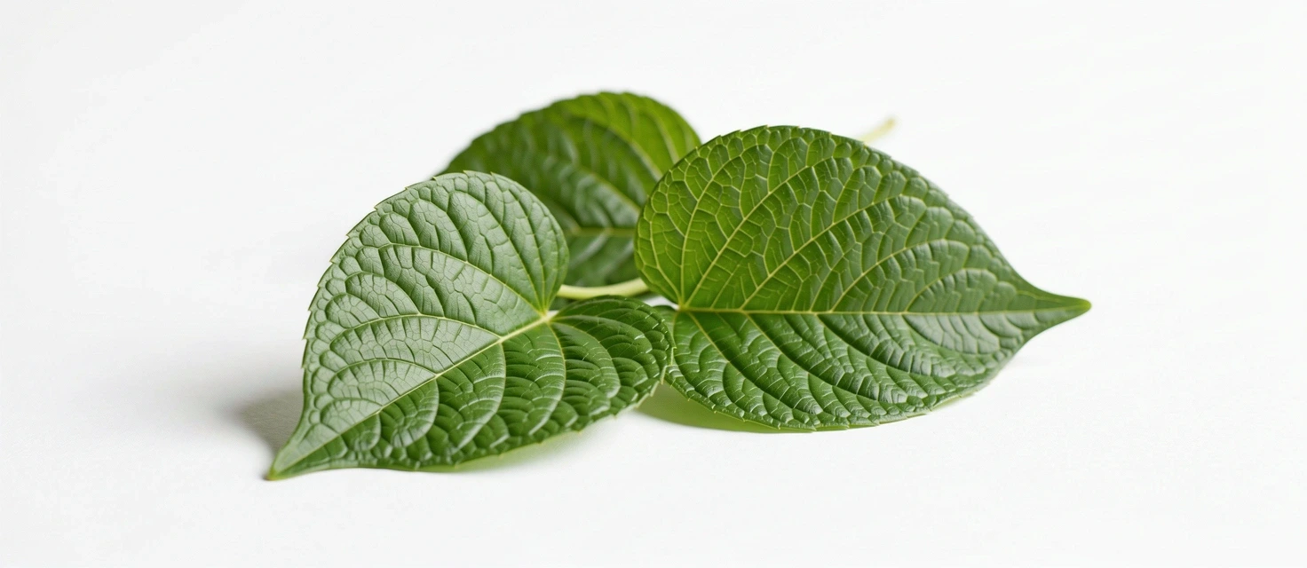 Frunze botanice detaliate